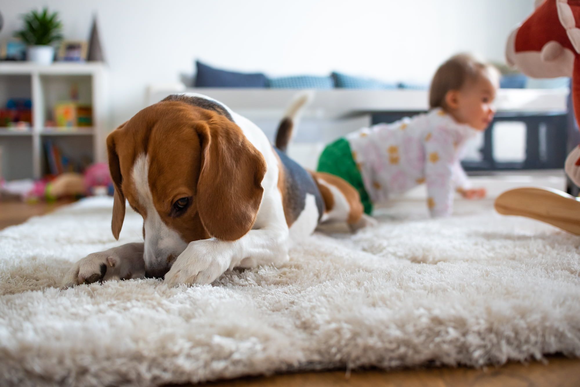 Hund und Kleinkind machen Schmutz auf dem Teppich